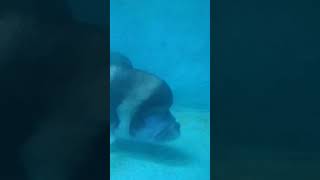 Download lagu frontosa fish#fishing #f#fi#fis#fish#fro#fr#frontosa#front mp3