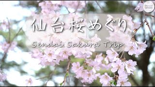 Sendai Sakura Trip