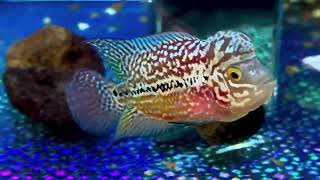 Những con Kamfa f2 vip từ “ 1triệu 500- 4 triệu “