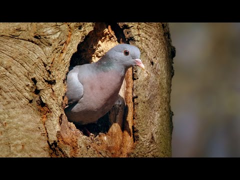 European Stock Dove