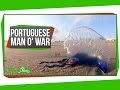 Portuguese Man o' War: An Organism Made of Organisms?