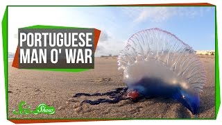 Portuguese Man o&#39; War: An Organism Made of Organisms?