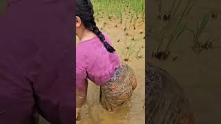 Download lagu Berburu ikanya di sawah #gadisdesa #top #comedy #foryou #funnyvideo #shortvideo #youtubeshorts mp3