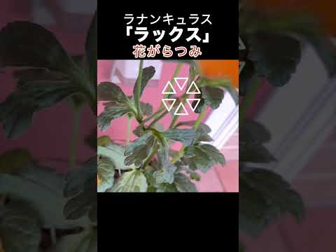 ラナンキュラスの茂み 植物