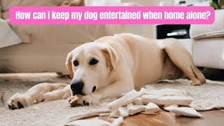 How can I keep my dog entertained when home alone? | DoggieTalk