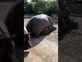 Moment of love between Hippos 💞🦛🦛