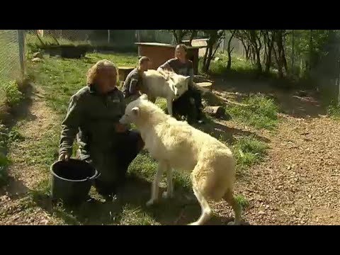 Leben mit 14 Wölfen: Besuch bei Matthias und Birgit Vogelsang in Einbeck