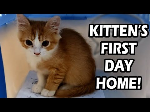 Adopting A Kitten | Cat's First Days Home!