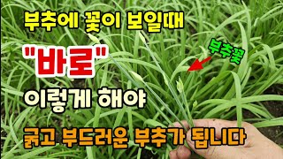 부추가 비싼시기 부추에 꽃이 보일때 지금 이렇게 해줘야 굵고 부드러운 부추를 겨울이 되기전 한번이라도 더 수…