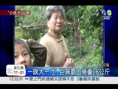 跟小孩一樣重! 巨無霸山藥26公斤