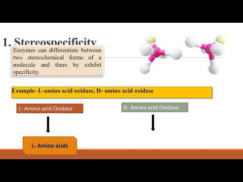 Enzyme Specificity and Active Site