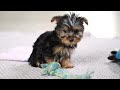 Yorkshire Terrier dogs for sale: Kyle - Video 1