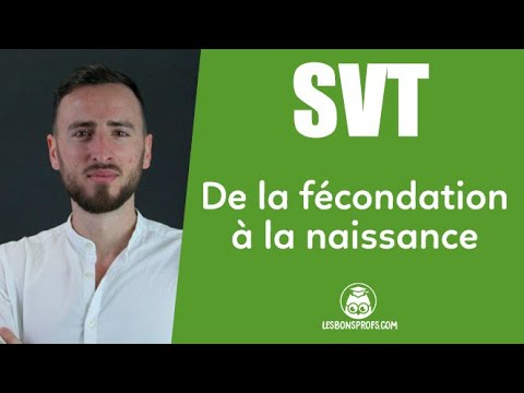 De la fécondation à la naissance (SVT 3ème) - Les Bons Profs