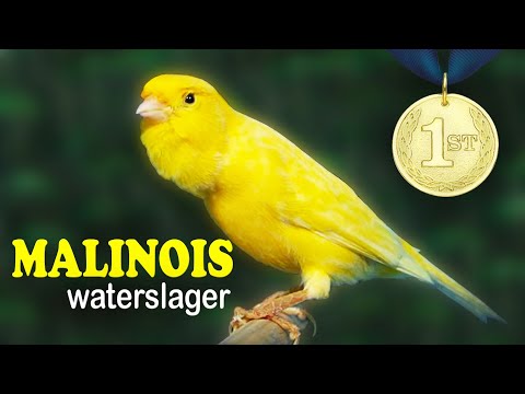 Malinois CANARY Waterslager 12h Singing