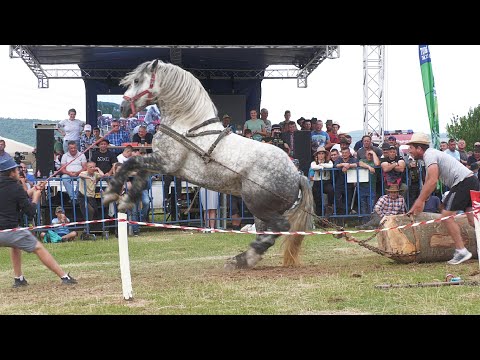 Cai de tracțiune proba de simplu Gilău - Cluj 11 Iunie 2022