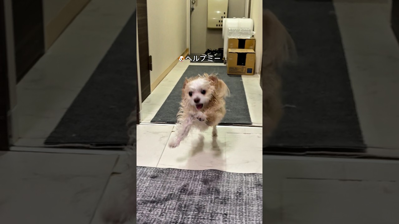 そあちんの足捌きは世界一🫣#shorts #犬 #犬のいる暮らし #マルプー #面白い犬