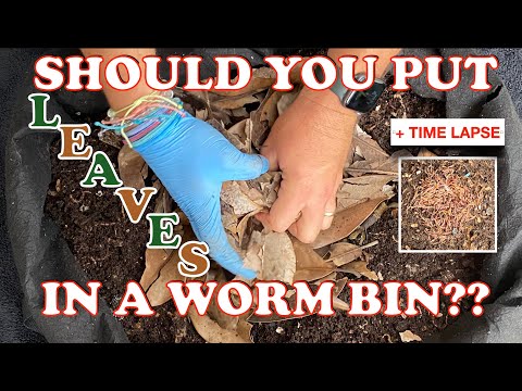 6000 Red Wigglers vs Waxy Magnolia Leaves As Bedding + Time Lapse | Vermicompost Worm Farm