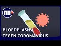 Waarom Nederland en VS in coronastrijd anders omgaan met plasma | NU.nl
