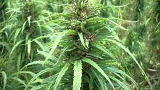 johnny clarke peace in the ghetto 12inch