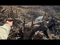 OHIO ARCHERY BUCK DOWN HUNTING PUBLIC LAND BUCK PARADE
