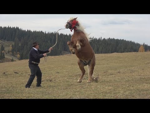 Armasarii lui Toader Vasile | Maguri, Cluj 21 oct. 2017