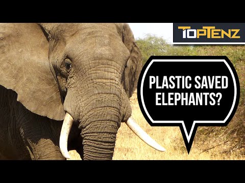 10 Unbelievable Ways Things Have Been Saved From Extinction