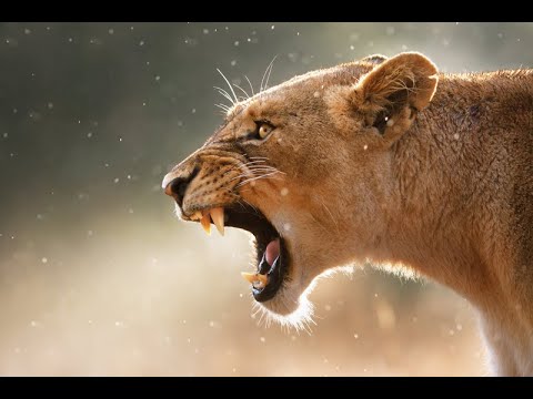 Walki Zwierząt   Rosomaki Szerszenie Azjatyckie I Koale