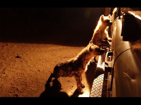 Cute and curious hyena pups explore vehicle on safari
