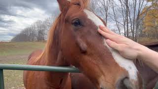 Simple Joys: Feeding My Horse Neighbors 🍎✨