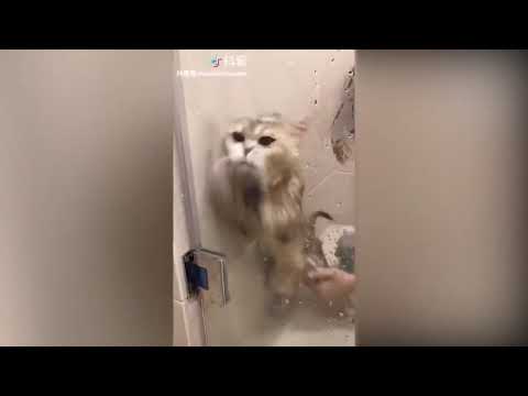 Tiktok cute CATS funny video compilation