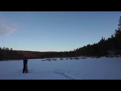 Renar i Sollefteå 2019