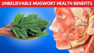 Unbelievable Mugwort Health Benefits and Side Effects