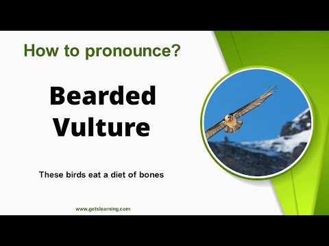 How to pronounce (Bearded Vulture) Correctly in English