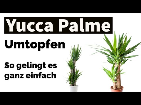 Repotting Yucca Palm