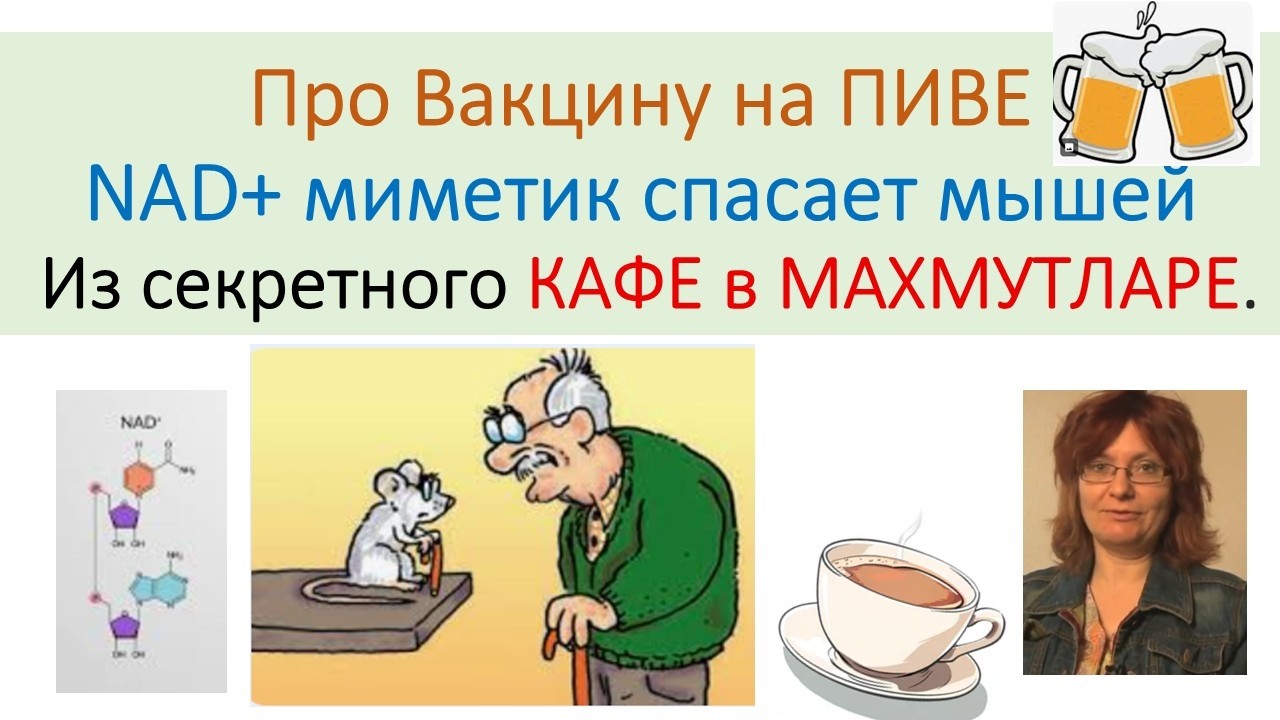 ВАКЦИНА из ПИВА и СПАСЕНИЕ мышей от АЛЬЦГЕЙМЕРА