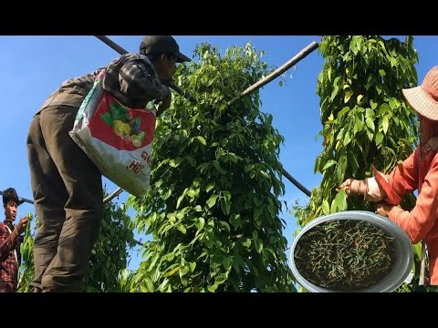 Harvesting black peppers \