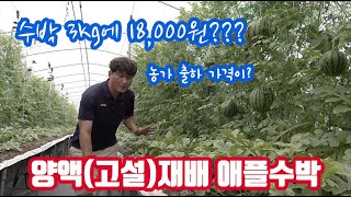 양액재배 고설재배로 3kg 18,000원에 출하하는 애플수박!! 그의 재배 기술과 유통에는 방법이 있었다