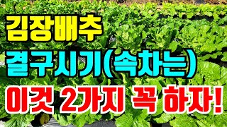 김장배추 속이 꽉차게 지금 해야할 것 이것 못잡으면 배추는 폭망