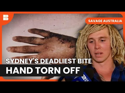 Navy Diver Loses Hand in Sydney Harbour Attack | Savage Australia