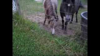 preview picture of video 'marcus meets the horses.wmv'