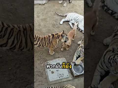 หมาตัวนี้คือสัตว์ที่ทรงพลังที่สุดในสวนสัตว์ 🐯🐶 #shorts