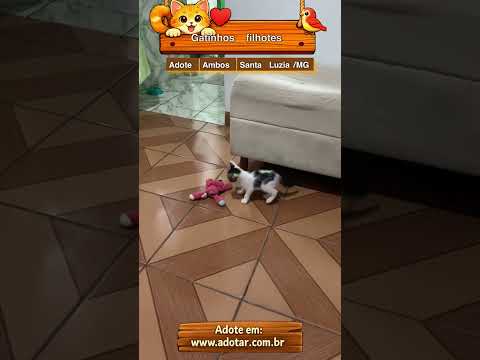 Vídeo de Gatinhos filhotes 