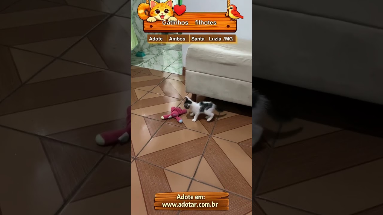 Gato raça SRD-ViraLata idade Abaixo de 2 meses nome Gatinhos filhotes 