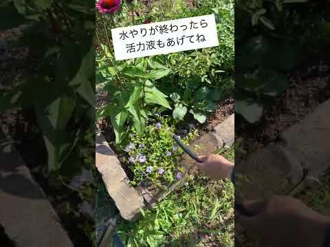 簡単に除草する方法は？雑草や不要な植物を取り除くための5つのヒント!  庭園