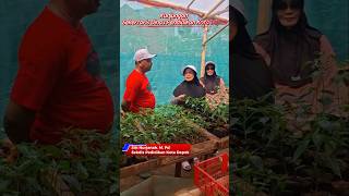 Download lagu Sekdis Pendidikan Kota Depok Siti Nurjanah, M.Pd. Tinjau Budidaya Cabai di Rawageni Farm mp3 Download lagu Sekdis Pendidikan Kota Depok Siti Nurjanah, M.Pd. Tinjau Budidaya Cabai di Rawageni Farm mp3