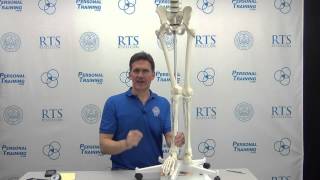 Biomechanics of the Squat Part 3