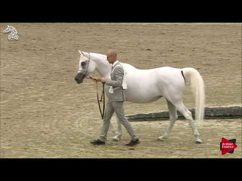 N 49 HASINA AL ZOBAIR   SHARJAH 2018 SE