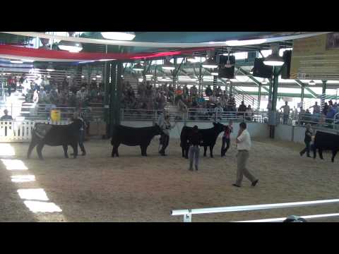download lagu mp3 mp4 Elliott Cattle Company, download lagu Elliott Cattle Company gratis, unduh video klip Elliott Cattle Company