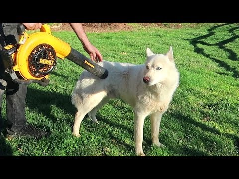 download lagu mp3 mp4 I Want A Husky, download lagu I Want A Husky gratis, unduh video klip I Want A Husky