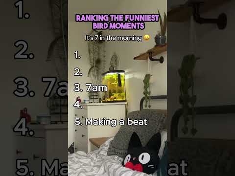 These Top 5 Bird Moments Will Make You Laugh So Hard!